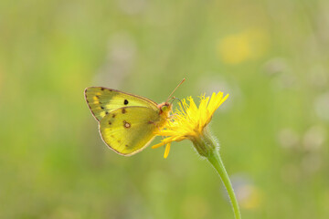 Pale clouded yellow (Colias hyale) Berger's clouded yellow (Colias alfacariensis) in backlight....