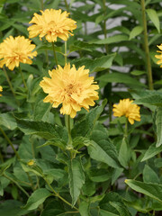 Heliopsis helianthoides var scabra oder Garten-Sonnenaugen mit körbchenartig goldgelben Blüten am Ende der rauhaarige Stängel mit zugespitzt und gesägt Blätter