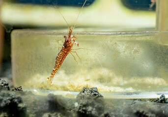 Obraz na płótnie Canvas Red orchid sulawesi dwarf shrimp stay on glass dish for shrimp in fresh water aquarium tank.