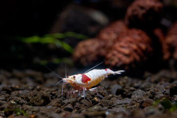 Red bee dwarf shrimp stay alone and look for food in aquatic soil with pine cones and plants as background in fresh water aquarium tank.