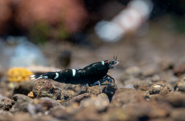 King kong panda dwarf shrimp look for food and stay in front of other shrimp in freshwater aquarium...