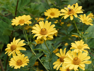 Heliopsis helianthoides var scabra oder Garten-Sonnenaugen 'Goldgefieder'. Ein Meer goldgelber körbchenartig Blüten und einzelnen eiförmig mittelgrüne Blätter mit gesägtem Rand