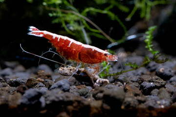 Red galaxy shrimp eat shrimp food with aquatic plant as background in freshwater aquarium tank.
