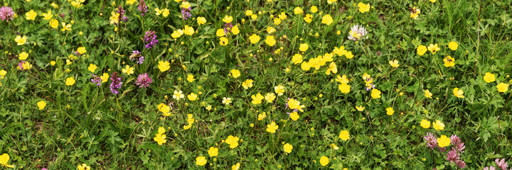 Fototapeta premium Panorama. Summer meadow with wildflowers in the alps