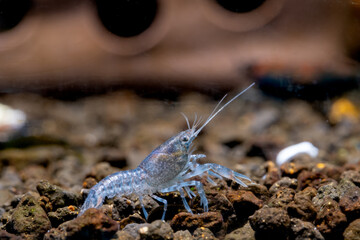 Light blue crayfish dwarf shrimp look for food in aquatic soil with decoration on the background.