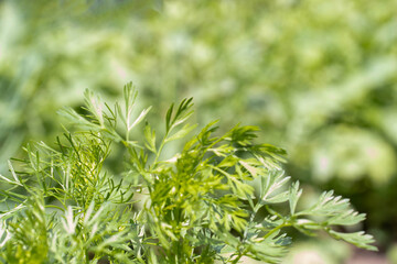 Green grass dill, parsley. Blurred background