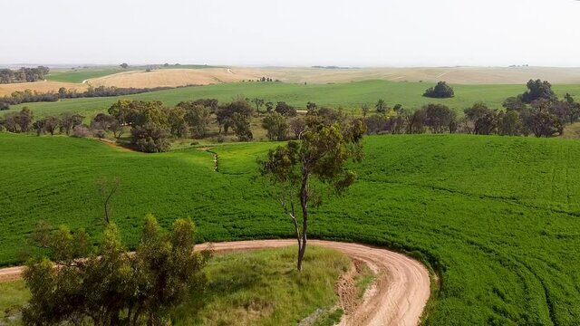 Takeoff over a small eucalyptus grove in front of green clover fields