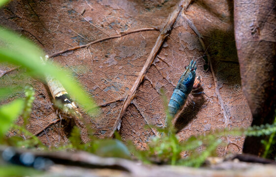 Blue bolt dwarf shrimp bring food to eat on brown leaf in fresh water aquarium tank.