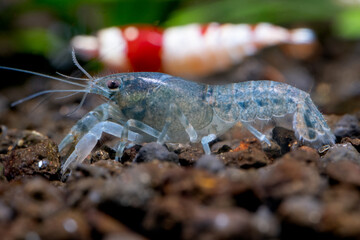 Close up white blue dwarf crayfish shrimp walk along edge of aquarium tank and look for food in aquatic soil with red bee shrimps and green plant as background.