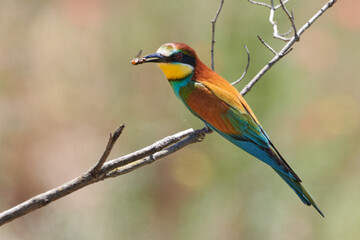 Bee-eater (Merops apiaster) colorful bird sits on a branch and holds a bee in its beak, wildlife scene in Gerolsheim, Germany.