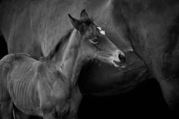 Close-up of a foal standing with horse mother isolated on black background