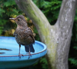 garden,blackbird,bird bath,water,drink,thirst