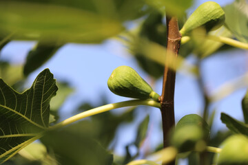 Green fig tree branch close up