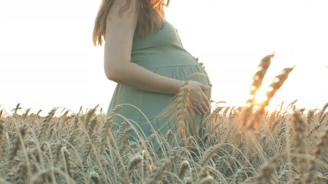 pregnant young woman stroking belly walking in field of wheat spikelets at sunset, future mother relaxing on summer nature, concept of motherhood