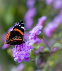 Butterfly and purple flower