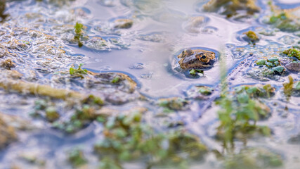 Frog in the water surrounded by plants