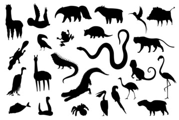 Silhouette animals of south america. Nature fauna collection. Geographical local fauna. Mammals living on continent. Vector illustration