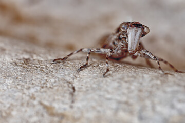 Weird insect with big eyes looking at the camera