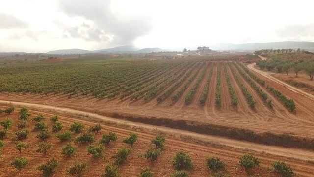 vi&ntilde;edo