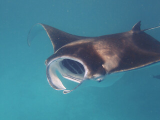 Manta ray close up at hanifaru bay Maldives 