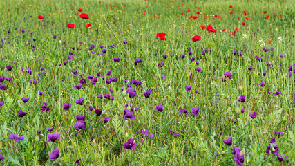 Fototapeta premium Purple Roemeria hybrida flower in the field