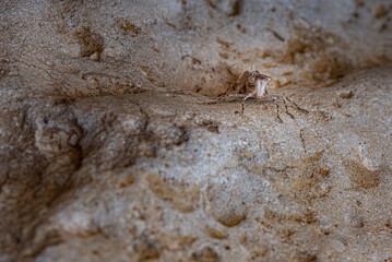 Weird insect with big eyes looking at the camera