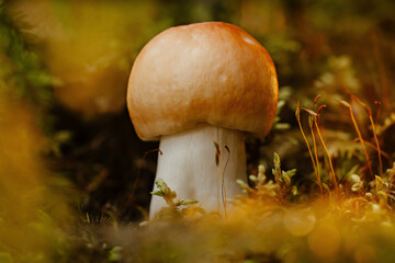 A small edible mushroom on green moss and grass in a sunny summer forest. Macro red mushroom.
