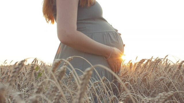 pregnant young woman stroking belly walking in field of wheat spikelets at sunset, future mother relaxing on summer nature, concept of motherhood