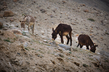 Donkey in Mountains leh ladhakh