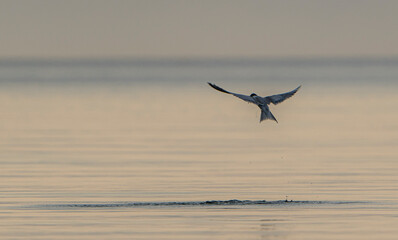 Swallow in flight at sunset