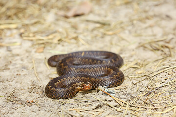 Fototapeta premium snake viper in the swamp, reptile in the wild, poisonous dangerous animal, wildlife