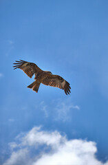 eagle in flight