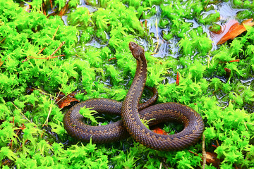 snake viper in the swamp, reptile in the wild, poisonous dangerous animal, wildlife