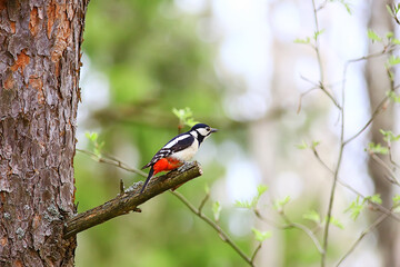 spotted woodpecker on tree, springtime beautiful forest bird in spring