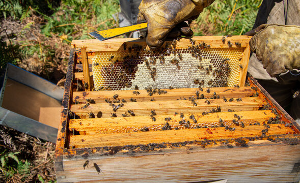The beekeeper holds a honey cell with bees in his hands. Apiculture. Apiary