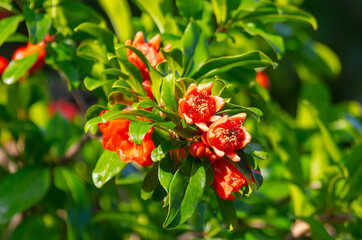 Obraz na płótnie Canvas Red flower on the branches of a pomegranate.