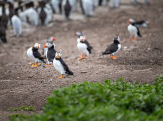 Puffins on the ground on Inner Farne Island in the Farne Islands, Northumberland, England