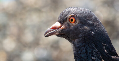 Portrait of a dove in the city.