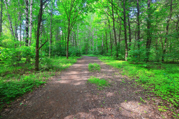 sunny summer day in green park, beautiful landscape trees background