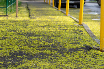Spring pollen on the road. Blossoming trees in the city.