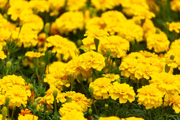 Beautiful yellow flowers in nature.