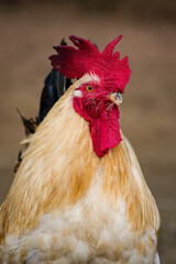 A close up picture of an Indian male white rooster 