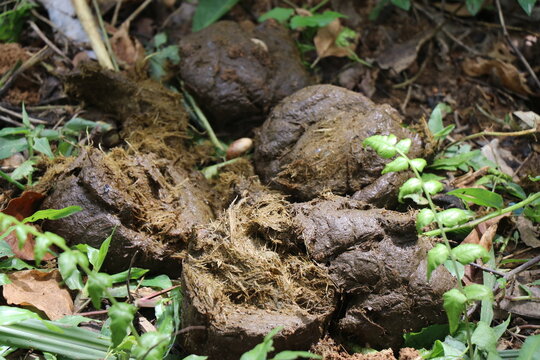 Small pile of elephant dung on ground. Elephant feces which is a natural fertilizer laying on ground