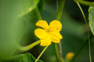 Close-up of a yellow flower on a cucumber plant.