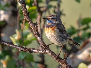 Bluethroat on branch
