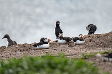 Puffins on the ground on Inner Farne Island in the Farne Islands, Northumberland, England