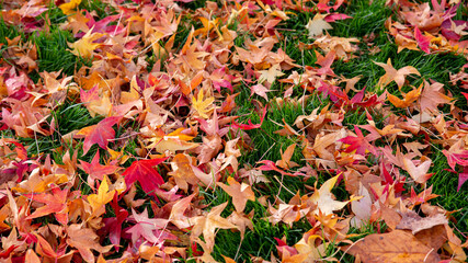 Dried and fallen red maple leaves on the green grass in autumn