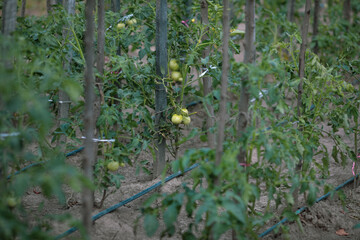 Shallow depth of field (selective focus) image with unripe tomatoes in a rural and organic garden.