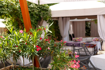 Fototapeta na wymiar Summer outdoor empty cafe and restaurant terrace in European city. Green plant with pink flowers in the foreground. Background for banner
