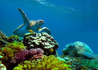 Obraz na płótnie Canvas sea turtle swims in coral